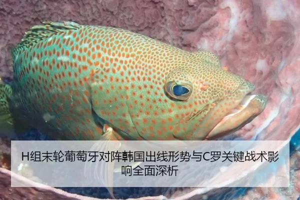 H组末轮葡萄牙对阵韩国出线形势与C罗关键战术影响全面深析